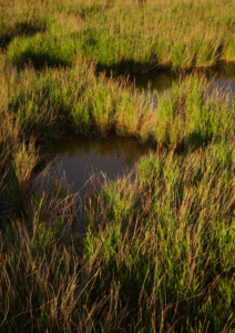 Roselière à phragmites australis en bon état de conservation