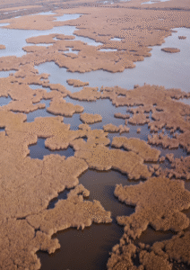 Marais du Vigueirat, principal site de reproduction du Butor étoilé