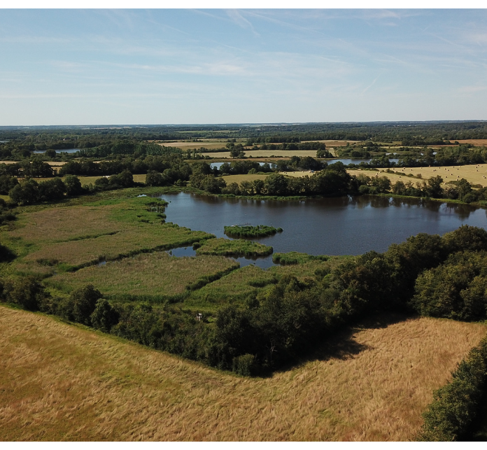 Roseliere_etang_Brenne_Neuf_Linge_Cherine