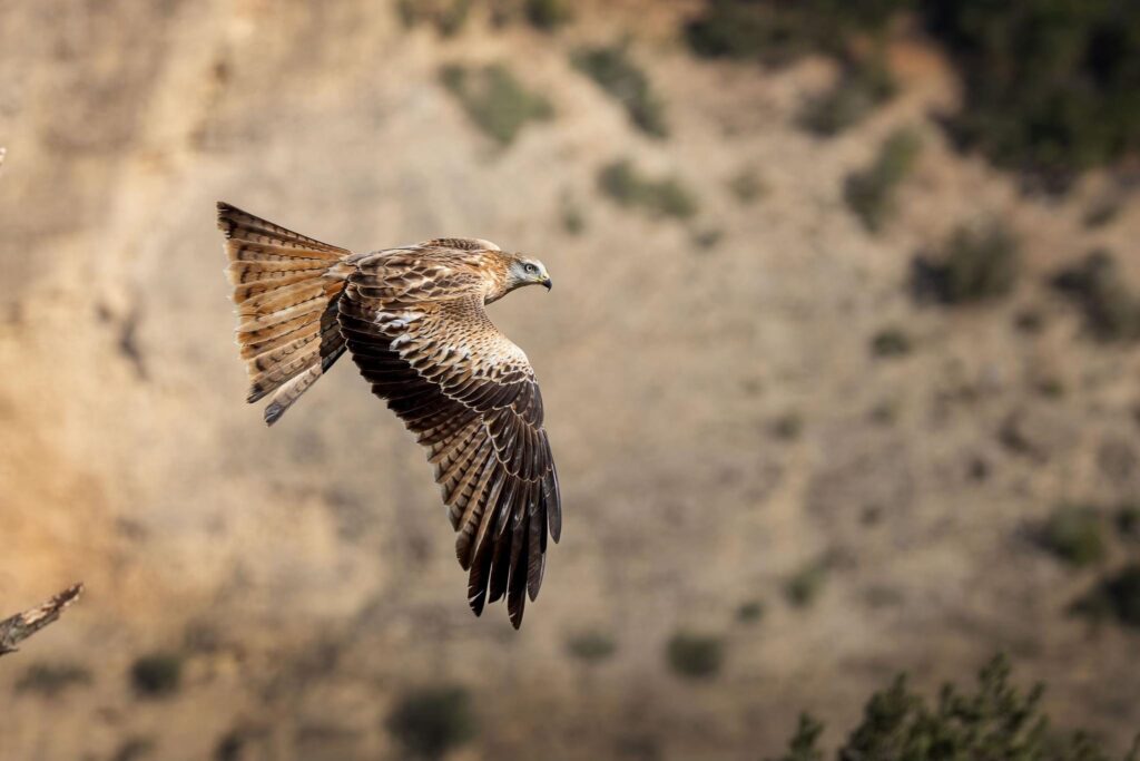 Milan royal 2 Ciro De Simone
