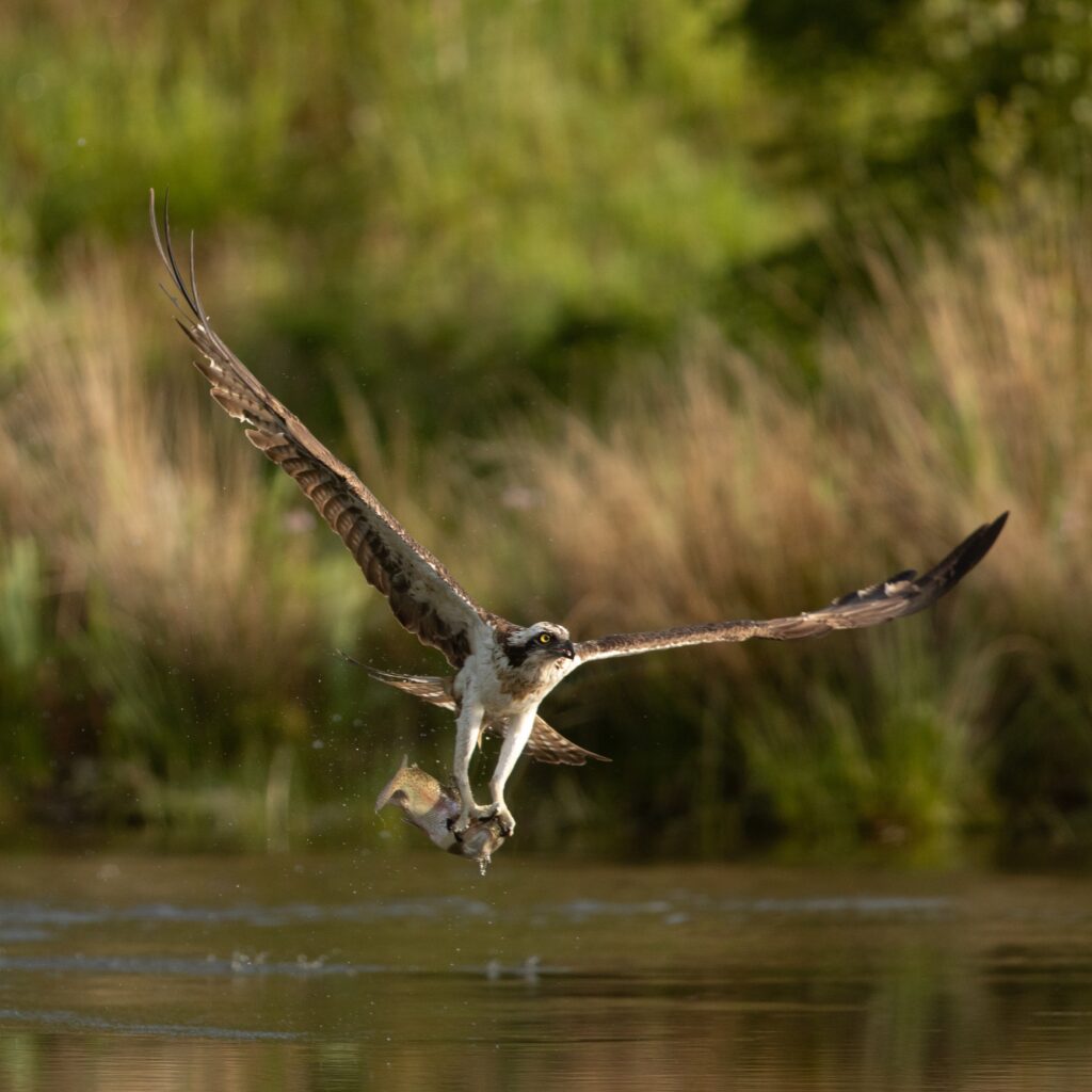 Balbuzard pêcheur @ A.Kohler