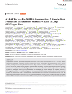 Protocole LIFE EUROKITE : a standardized framework to determine mortality causes in large  GPS-tagged birds – Ecology and Evolution